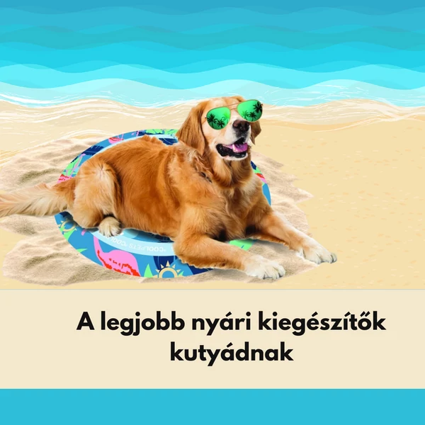 A legjobb nyári kiegészítők kutyádnak