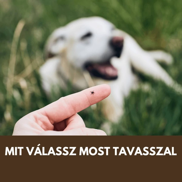 Kullancs elleni védelem kutyáknak: természetes megoldások vs. eszközök - mit válassz most tavasszal?