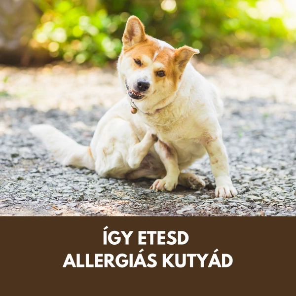 Ezért nem működik semmi, ha ételallergiás a kutyád –  Az allergiás kutya etetése 
