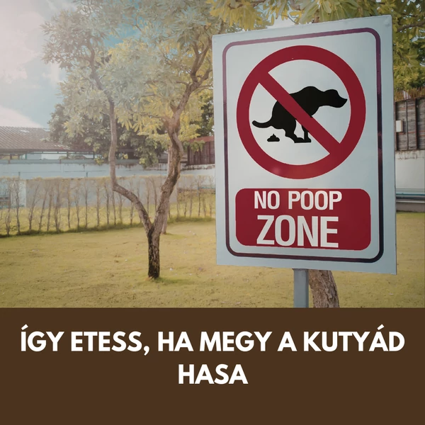 Ezt etesd kutyáddal, ha rájött a szapora