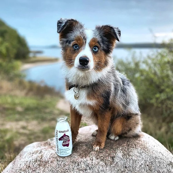 Lóhús smoothie allergiás kutyáknak 250 ml, SmoothieDog